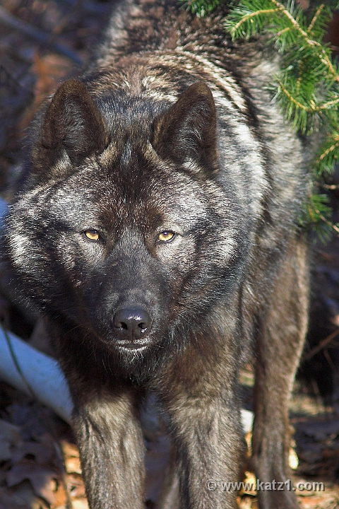 Arctic Wolf 006